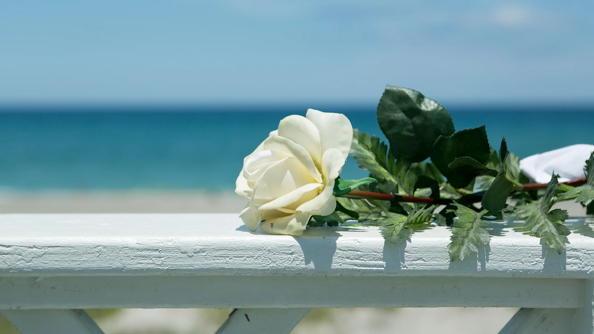 Windemere Inn - Specials Packages Promotions - image of white rose on deck railing overlooking the ocean